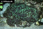 euphyllia paraancora branching hammer coral euphyllia paraancora branching hammer coral