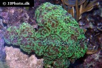 euphyllia paraancora branching hammer coral euphyllia paraancora branching hammer coral