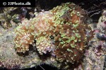 euphyllia paraancora branching hammer coral euphyllia paraancora branching hammer coral
