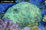 euphyllia paradivisa branching frogspawn coral euphyllia paradivisa branching frogspawn coral
