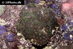euphyllia paradivisa branching frogspawn coral euphyllia paradivisa branching frogspawn coral
