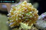 euphyllia spp torch coral euphyllia spp torch coral