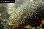 euphyllia spp torch coral euphyllia spp torch coral