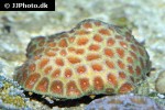 favia favus moon coral favia favus moon coral