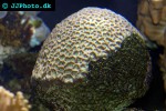 favia spp pineapple coral favia spp pineapple coral