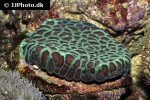 favia spp pineapple coral favia spp pineapple coral