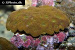 favia spp pineapple coral favia spp pineapple coral