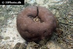 favia spp pineapple coral favia spp pineapple coral