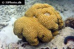 favia spp pineapple coral favia spp pineapple coral