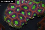 favites complanata larger star coral favites complanata larger star coral