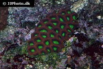 favites complanata larger star coral favites complanata larger star coral