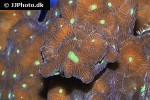 favites pentangona red moon coral favites pentangona red moon coral