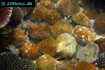 fungia concinna mushroom coral fungia concinna mushroom coral