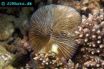fungia concinna mushroom coral fungia concinna mushroom coral