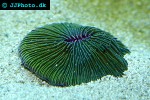 fungia granulosa mushroom coral fungia granulosa mushroom coral