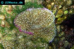 fungia granulosa mushroom coral fungia granulosa mushroom coral
