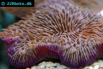 fungia spp mushroom coral fungia spp mushroom coral