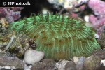 fungia spp mushroom coral fungia spp mushroom coral