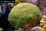 galaxea fascicularis galaxy coral galaxea fascicularis galaxy coral