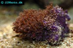 goniopora spp flowerpot coral goniopora spp flowerpot coral