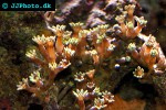 goniopora spp flowerpot coral goniopora spp flowerpot coral