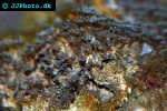 goniopora spp flowerpot coral goniopora spp flowerpot coral