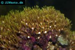 goniopora spp flowerpot coral goniopora spp flowerpot coral