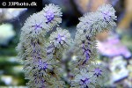gorgonia spp soft coral gorgonia spp soft coral