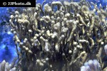 gorgonia spp soft coral gorgonia spp soft coral