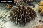heliopora coerulea blue coral heliopora coerulea blue coral