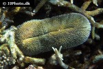 herpolitha limax toungue coral herpolitha limax toungue coral