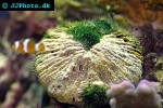 leather coral on mushroom coral leather coral on mushroom coral