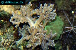 lemnalia spp tree coral lemnalia spp tree coral