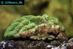 lobophyllia robusta lobed brain coral lobophyllia robusta lobed brain coral