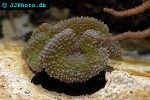 lobophyllia spp lobed brain coral lobophyllia spp lobed brain coral