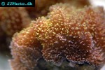 lobophyllia spp lobed brain coral lobophyllia spp lobed brain coral