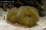 lobophyllia spp lobed brain coral lobophyllia spp lobed brain coral
