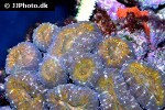 lobophyllia spp lobed brain coral lobophyllia spp lobed brain coral