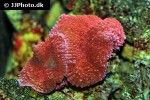 lobophyllia spp lobed brain coral lobophyllia spp lobed brain coral