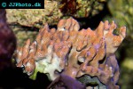 lobophytum spp lobed leather coral lobophytum spp lobed leather coral