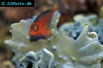 lobophytum spp lobed leather coral lobophytum spp lobed leather coral