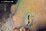 lobophytum spp lobed leather coral lobophytum spp lobed leather coral
