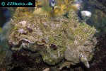meandrina spp maze coral meandrina spp maze coral