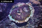 merulina spp ruffled lettuce coral merulina spp ruffled lettuce coral