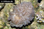 nemenzophyllia turbida fox coral nemenzophyllia turbida fox coral