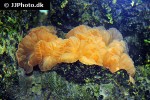 nemenzophyllia turbida fox coral nemenzophyllia turbida fox coral