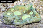oxypora australis green scroll copral oxypora australis green scroll copral