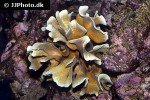 pavona cactus leaf coral pavona cactus leaf coral