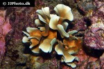 pavona cactus leaf coral pavona cactus leaf coral