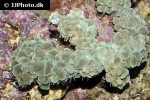 physogyra lichtensteini pearl bubble coral physogyra lichtensteini pearl bubble coral